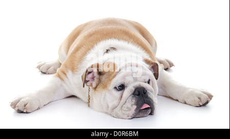 Bulldog inglese posa distesa su piano elevato la chiave Foto Stock