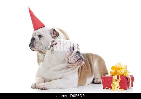 Due Bulldog inglese cani su sfondo bianco, quella che indossa Red Hat di partito, altra posa e guardando al di fuori della fotocamera, inquadratura orizzontale Foto Stock