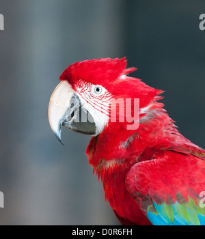 Chiudere l immagine del pappagallo rosso Foto Stock