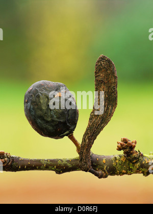 Taphrina pruni - La tasca o vescica prugna gall. Un agente patogeno fungino che provoca una distorsione del prunus (prugna, pruno selvatico, ecc.) frutti. Foto Stock