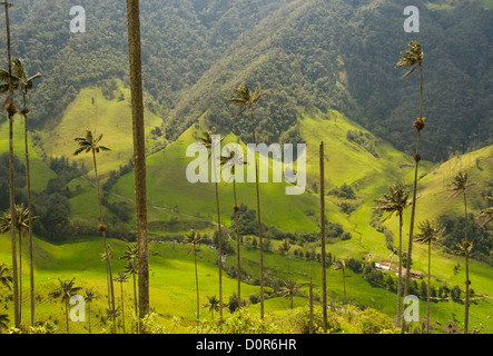 Vax palme di Cocora Valley, colombia Foto Stock