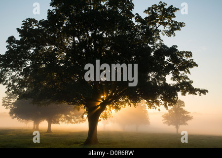 Una nebbiosa mattina vicino a Milborne Port, Somerset, Inghilterra, Regno Unito Foto Stock