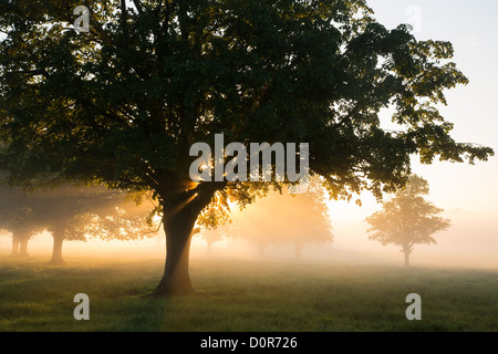 Una nebbiosa mattina vicino a Milborne Port, Somerset, Inghilterra, Regno Unito Foto Stock