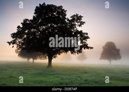 Una nebbiosa mattina vicino a Milborne Port, Somerset, Inghilterra, Regno Unito Foto Stock