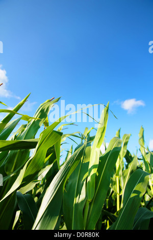 Un campo di grano sotto un cielo blu. Foto Stock