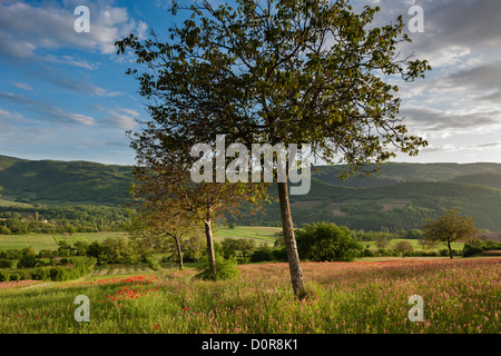 La Valnerina vicino a campi, Parco Nazionale dei Monti Sibillini, Umbria, Italia Foto Stock