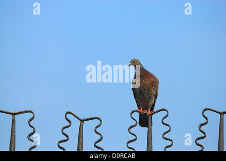 Piccione solitario siede sulla recinzione Foto Stock