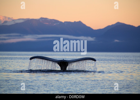 Humpback Whale a sunrise, Tongass National Forest, Alaska. Foto Stock