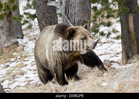 Orso grizzly nel deserto Foto Stock