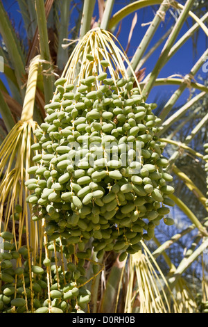 Data la frutta Palm sulla struttura ad albero Foto Stock