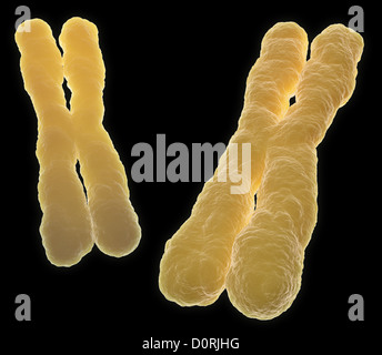 Cromosoma Foto Stock