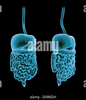 3D rendering di un sistema digestivo Foto Stock