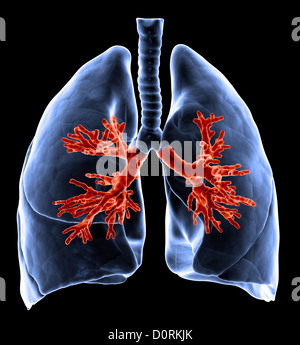 Polmoni con visibile nei bronchi Foto Stock