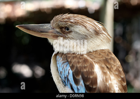 Un Blue-Winged Kookaburra al mondo degli uccelli di Città del Capo in Sud Africa Foto Stock