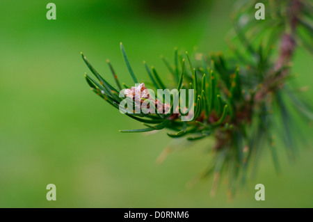 Jack ramo di pino punta terminale di sviluppo di germogli - BanksKiefer Pinus banksiana America del Nord Foto Stock