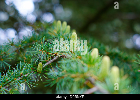 Cedro del Libano rami con coni di frutta - Cedrus libani Pinaceae libanon Zeder Foto Stock