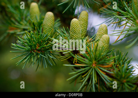 Cedro del Libano ramo con coni di frutta - Cedrus libani Pinaceae libanon Zeder Foto Stock