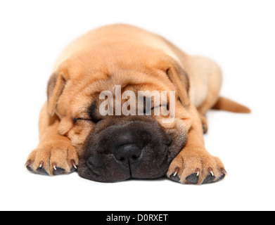 Shar Pei cucciolo di cane dormire Foto Stock