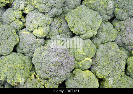 Mazzetti di broccoli Foto Stock