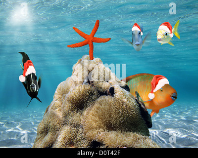 Natale subacqueo scena divertente con pesci tropicali in rosso di Santa Claus hat e una stella di mare sulla parte superiore di anemoni di mare Foto Stock