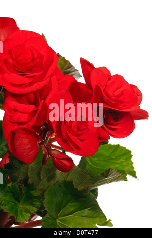 Home Pianta di begonia su sfondo bianco Foto Stock