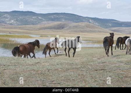 Cavalli sulla passeggiata vicino serbatoio nella steppa Foto Stock