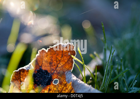 Il pupazzo di neve caduti foglia marrone sul freddo erba smerigliato, retro-illuminato con la luce del sole di mattina proveniente da dietro Foto Stock