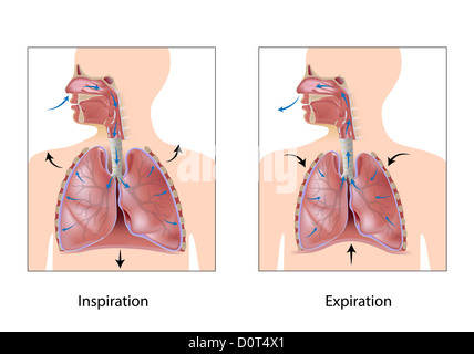 Ciclo di respirazione di inspirazione ed espirazione Foto Stock