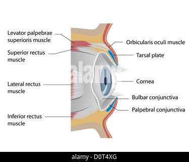 Congiuntiva degli occhi Foto Stock