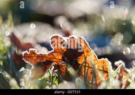 Il pupazzo di neve caduti foglia marrone sul freddo erba smerigliato, retro-illuminato con la luce del sole di mattina proveniente da dietro Foto Stock