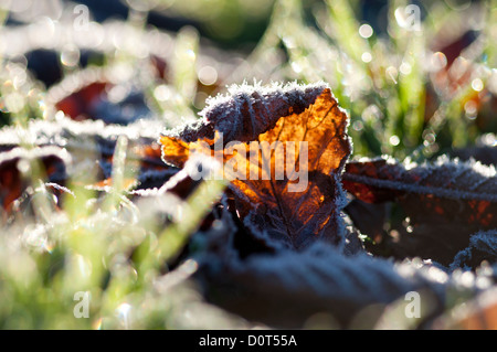 Il pupazzo di neve caduti foglia marrone sul freddo erba smerigliato, retro-illuminato con la luce del sole di mattina proveniente da dietro Foto Stock