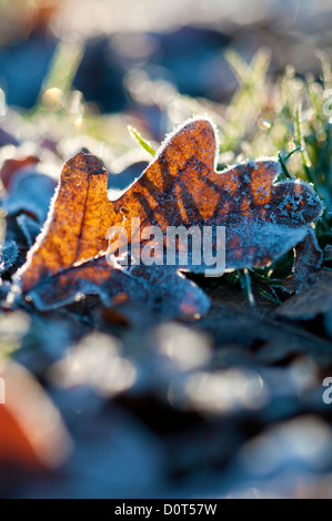 Il pupazzo di neve caduti foglia marrone sul freddo erba smerigliato, retro-illuminato con la luce del sole di mattina proveniente da dietro Foto Stock