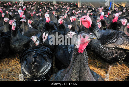 Cookham, Berkshire, Regno Unito. 30 novembre 2012. 1° giorno di produzione per i tacchini di Natale Copas. Free range Tacchini di bronzo, vivendo una vita felice ma breve allevata in prati ricchi di trifoglio e erbe selvatiche, con girasoli e mais per la copertura naturale in una frosissima mattina di novembre a Cookham, Berkshire, Inghilterra, UK Foto Stock