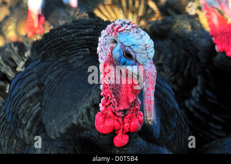 Cookham, Berkshire, Regno Unito. 30 novembre 2012. 1° giorno di produzione per i tacchini di Natale Copas. Free range Tacchini di bronzo, vivendo una vita felice ma breve allevata in prati ricchi di trifoglio e erbe selvatiche, con girasoli e mais per la copertura naturale in una frosissima mattina di novembre a Cookham, Berkshire, Inghilterra, UK Foto Stock