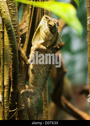 Acanthosaura capra, Dählhölzli, lucertola, verde procklenape, Canton Berna, critters, cingolati, rettili, Svizzera, terrarium, un Foto Stock