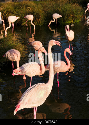 Atmosfera serale, ave, Dählhölzli, flamingo, Canton Berna, Colonia, Phoenicopterus roseus, Rosa, becco, Svizzera, stagno, animali, BEA Foto Stock