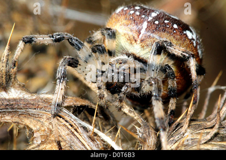 Un quattro spot orb-weaver-spider ( Araneus quadratus) in extreme close-up su un altino thistle Foto Stock