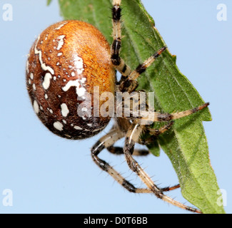 Un quattro spot orb-weaver-spider ( Araneus quadratus) in extreme close-up contro un cielo blu Foto Stock