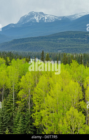 Pino e aspen forest nell'Athabasca River Valley, il Parco Nazionale di Jasper, Alberta, Canada Foto Stock