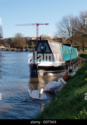 Canal Boat e cigni sul fiume Cam, Cambridge, Regno Unito Foto Stock