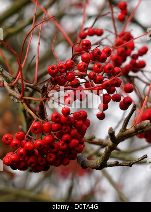 Autunno bacche rosse, REGNO UNITO Foto Stock