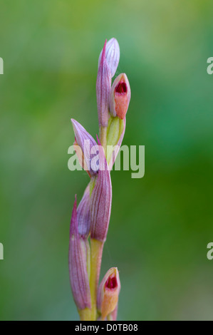 Kleinblütiger Zungenstendel, Serapias parviflora, piccola linguetta fiorito Orchid Foto Stock