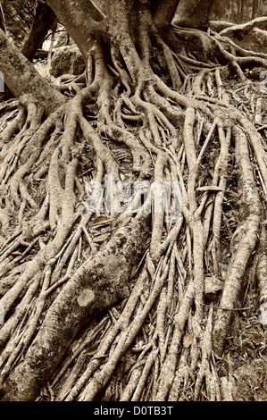 Albero, radici, Parque el Picacho, Parco Cittadino Tegucigalpa, capitale, Città, America Centrale, Honduras, natura Foto Stock