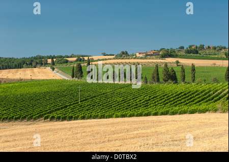 Vigneto in Val d'Orcia, Toscana Foto Stock