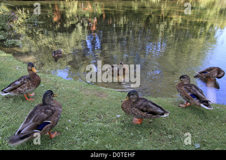 Anatre fuori dall'acqua Ewelme REGNO UNITO Foto Stock