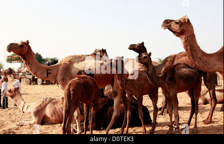 Mandria di cammelli in fiera Pushkar, Rajasthan, India Foto Stock