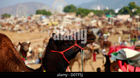 Cammello in fiera Pushkar, Rajasthan, India Foto Stock