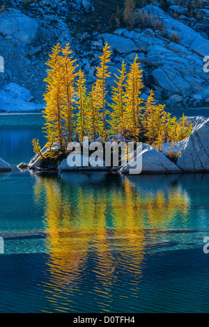 Autunno retroilluminato Larice alpino in incantesimi Foto Stock