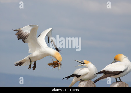 Australasian Gannett (Morus serrator) con materiale di nidificazione al Papa's Eye, Port Phillip Bay, Victoria, Australia Foto Stock