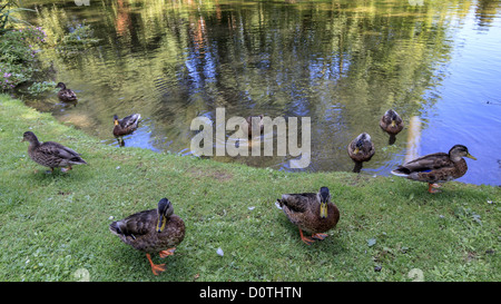 Anatre fuori dall'acqua Ewelme REGNO UNITO Foto Stock